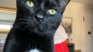 Jack the Black Cat